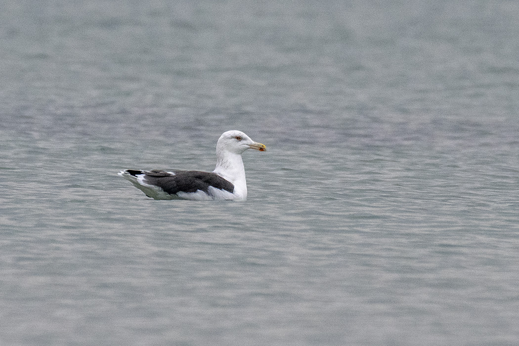 Great Black-backed Gull